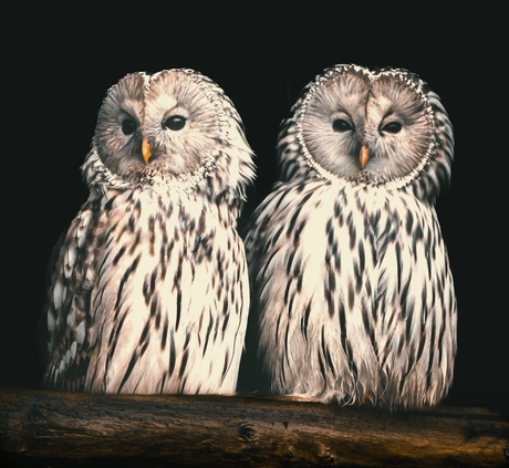Oeral uil