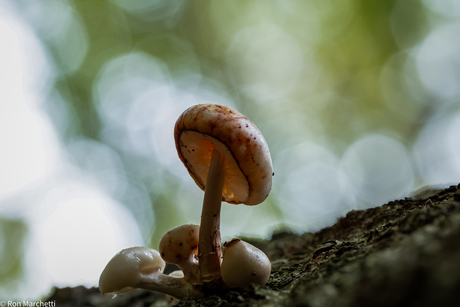 Ff tussen de druppels door het bos in ......