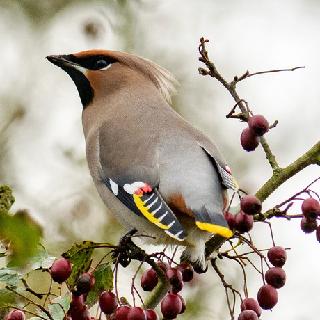 Pestvogel