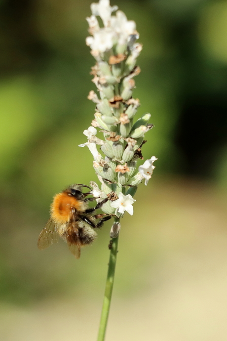 likken uit de suikerpot
