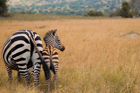 Mama en baby zebra 