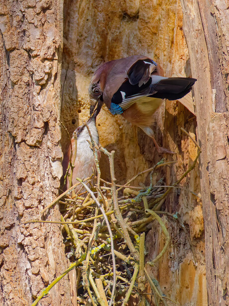 Gaaien Bouwen Nest