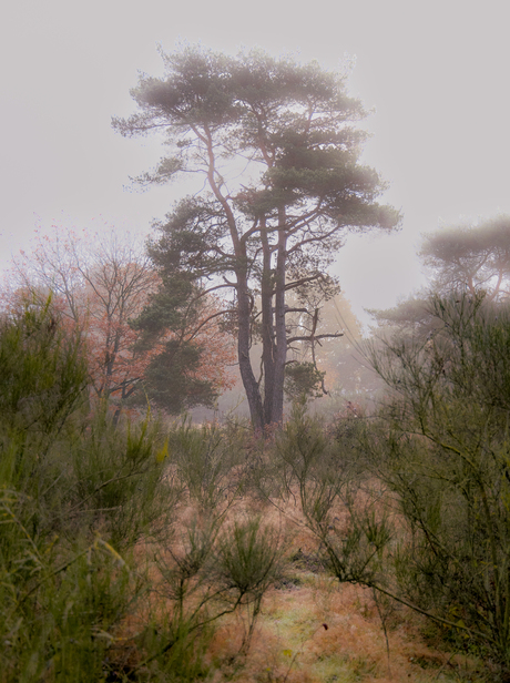Koude ochtend in de natuur