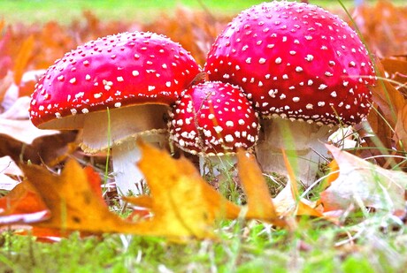 Vandaag is rood