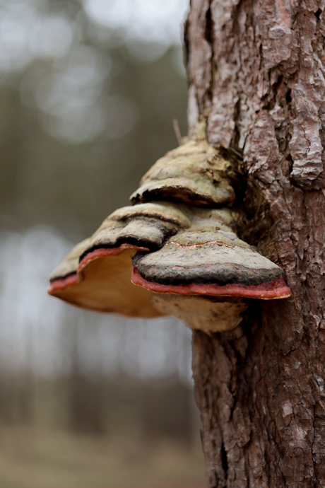 Roodgerande houtzwam