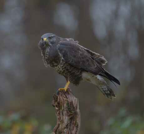 Buizerd