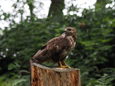 Buizerd