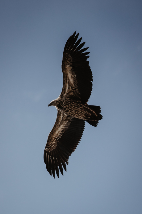 Himalayan Vulture
