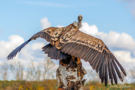 Griffon Vulture looking back