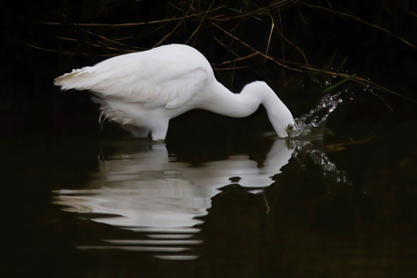 Kleine Zilverreiger II