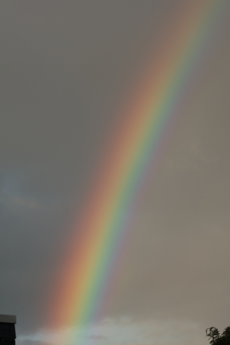 Regenboog