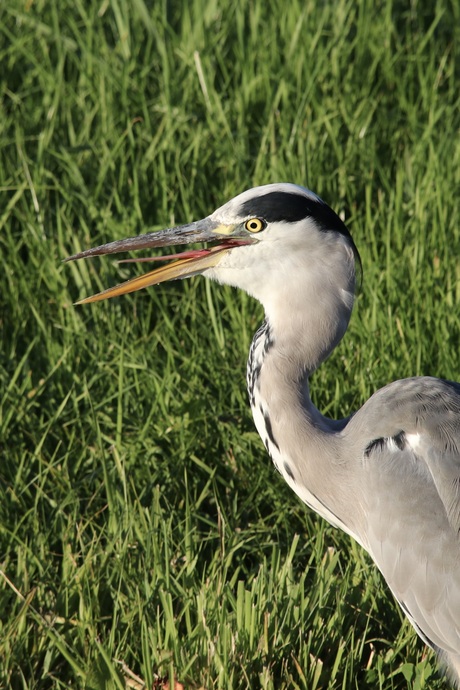 De mond valt me open.
