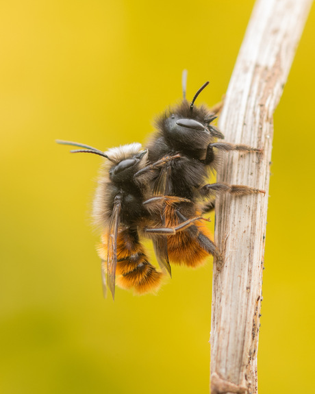 Gehoornde metselbijen