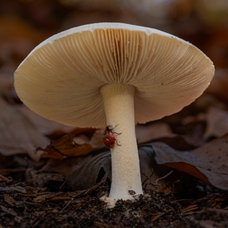 Ik zoek mijn vriend Kees Kabouter.