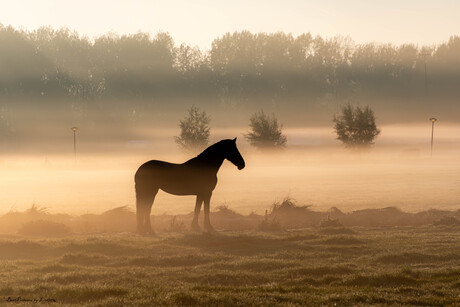 Paard in ochtendnevel