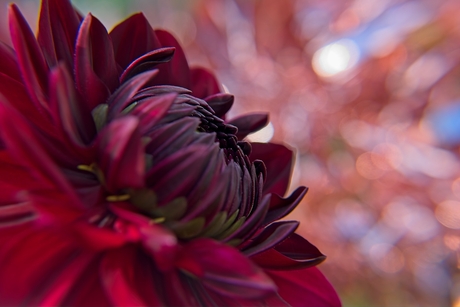 Dahlia bokeh