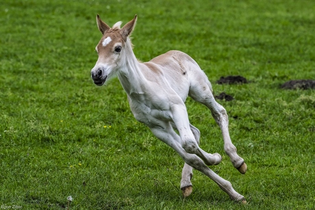 Haflinger veulen 