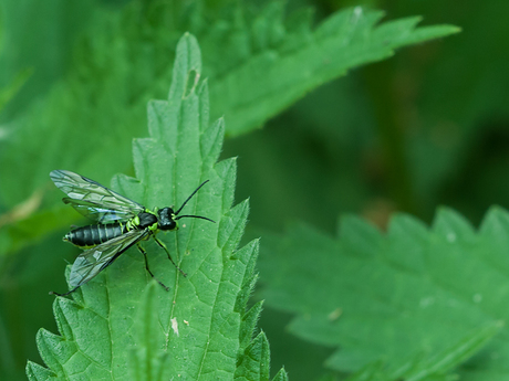 Bladwesp T. mesomela.