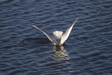 Kokmeeuw duikt in water