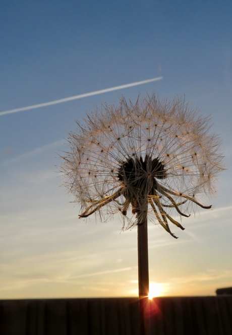 Paardenbloem bij zonsondergang