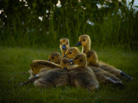 Familie Kwak