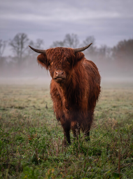 Schotse Hooglander