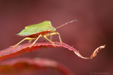 Groene schildwants op esdoorn