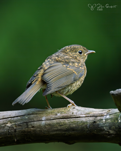 Young Robin