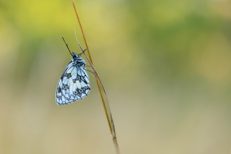 hanging