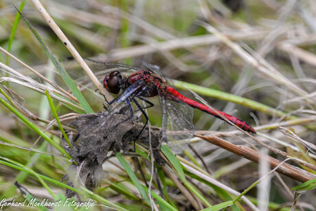 Bloedrode Heidelibel