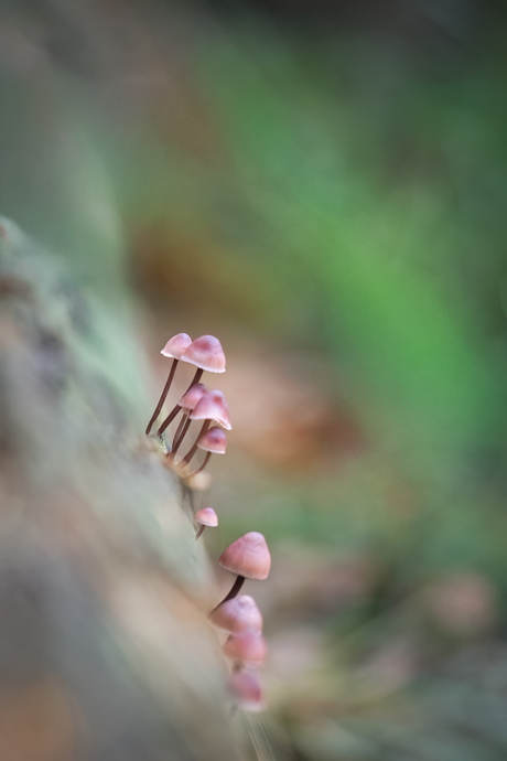 grote bloedsteelmycena