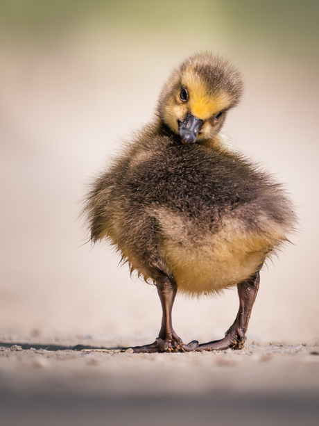 Tiny feet big adventures