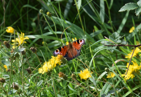 Een keer gelukt om deze te fotograferen