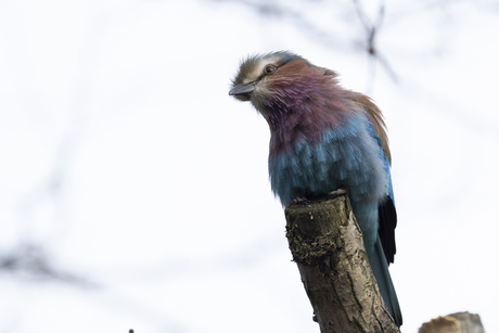 Vorkstaartscharrelaar