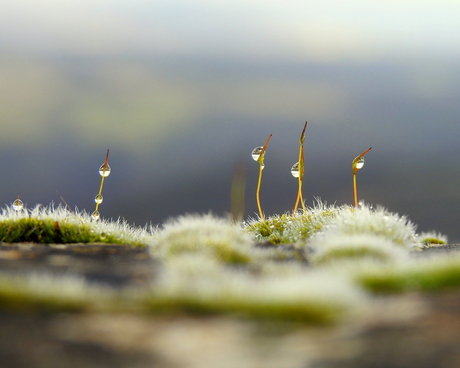 Het simpele van druppels