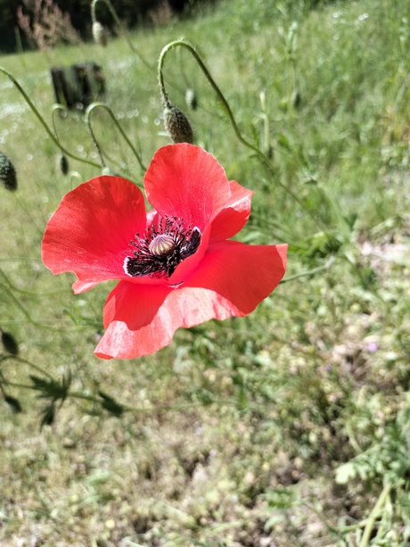 Coquelicot