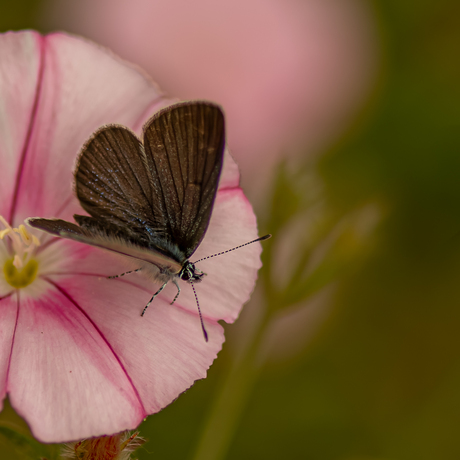 Vlindertje