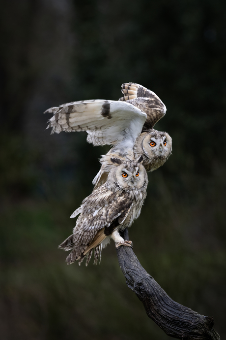 Klaar voor de start...