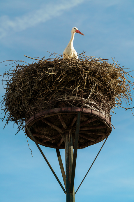 Ooievaar op nest 