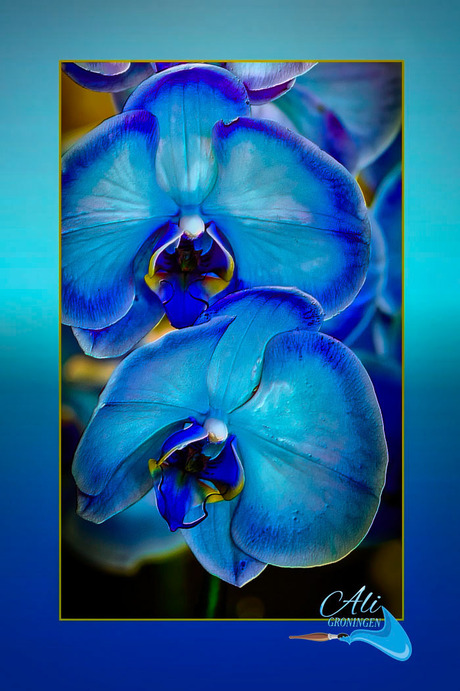 orchideeen.........................