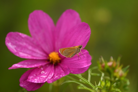 Tenderness