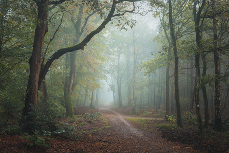 Fijne sfeer in het bos