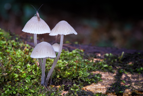 Herfst