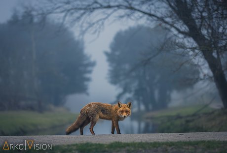 foggy fox