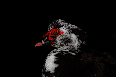 Eenden portret