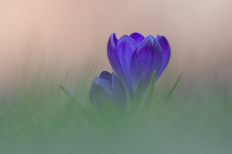 Bijna schilderachtig.