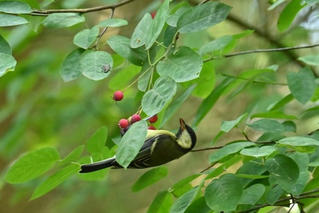Koolmeesje is er ondersteboven van :-)
