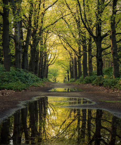 Tree reflection 2