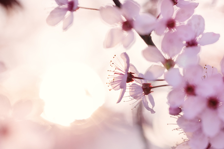 de laatste zonnestraal