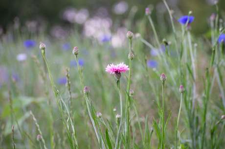 Bloemenveld